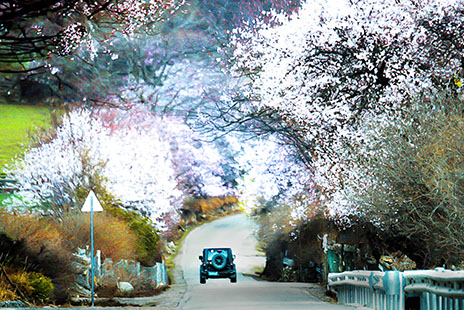 3月(yuè)金(jīn)川梨花(huā).林(lín)芝桃花(huā)風(fēng)光(guāng)攝影(yǐng)12日(rì)（走318國(guó)道(dào)入西(xī)藏）Admire the beauty of flowers in March[Pear flowers in Jinchuan·Take the bus along 318 National Rd·PeachBlossom in Nyingchi Classic route 12 days]
